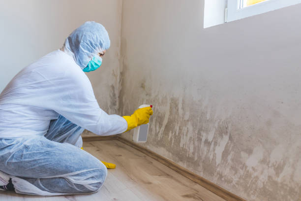 Licensed Mold Remediation service in Wayne, IL - WQB Mold Removal